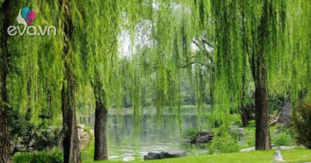 cây dương liễu là cây gì