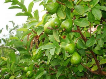 Cây Ổi: Đặc điểm, kỹ thuật trồng và cách chăm cây ra nhiều quả