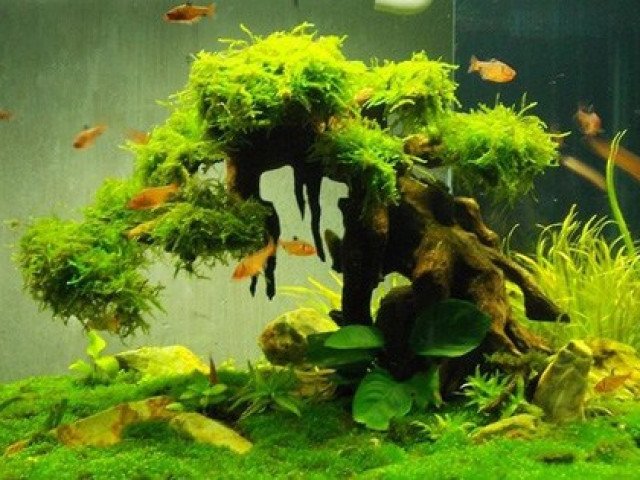 Không nên đặt bể cá cảnh cố định một chỗ lâu dài vì có thể gặp họa
