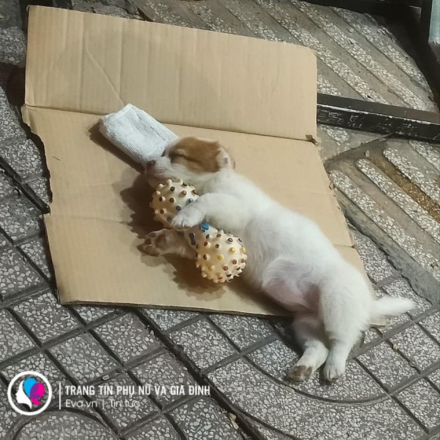 Ông lão câm điếc bán vé số từng từ chối 70 triệu tiền từ thiện và chú chó hot mạng - 2