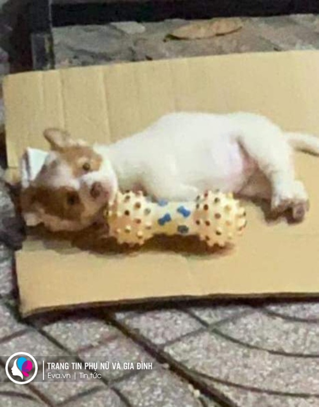 Ông lão câm điếc bán vé số từng từ chối 70 triệu tiền từ thiện và chú chó hot mạng - 3