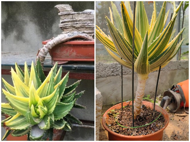 Trồng nha đam đừng ham non, cây già đi nhìn như cây cảnh, giá trị cao gấp đôi