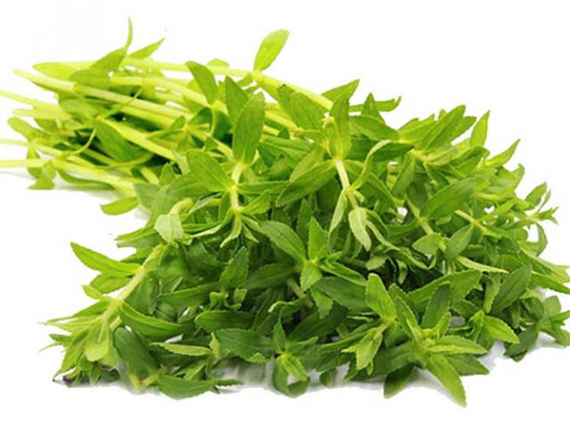 Rau ngò om có tác dụng gì? Rau ngò om trị sỏi thận và tiểu đường như thế nào?