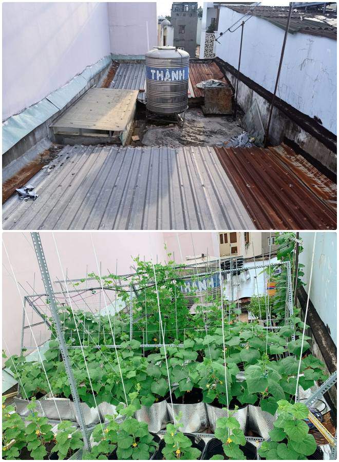 Mẹ 9X cải tạo 3m2 ban công làm vườn, bội thu rau quả cả nhà ăn không hết - 7