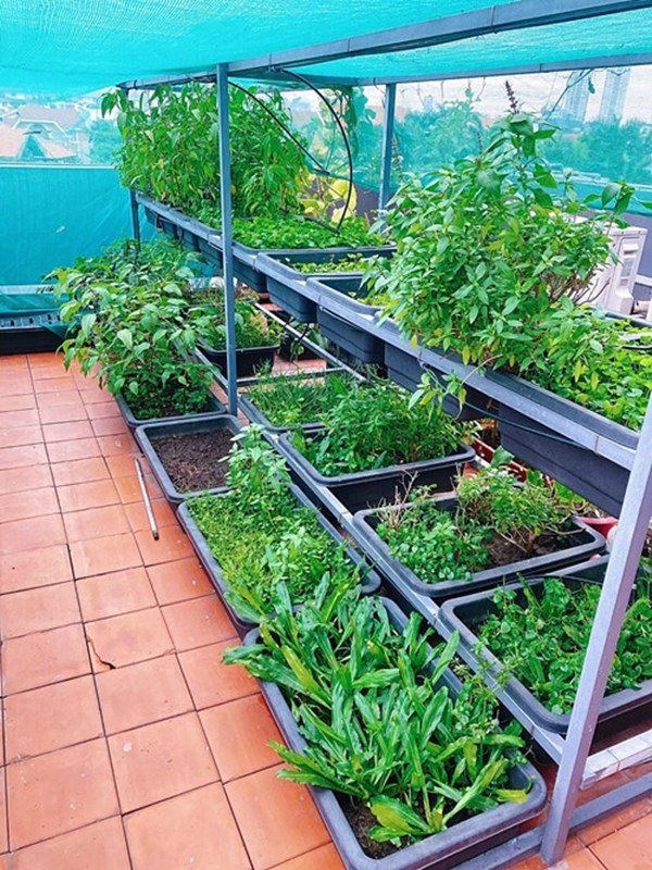Nhà Celeb: Diệp Bảo Ngọc trồng rau trên sân thượng như nhà ở quê, thu hoạch cả rổ - 4