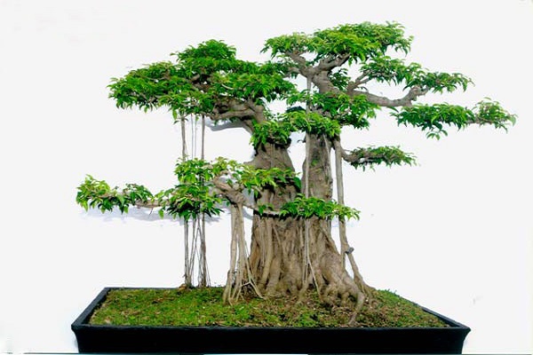 10 Cây cảnh bonsai đẹp nhất và cách chăm sóc cây bonsai đúng kỹ thuật - 9