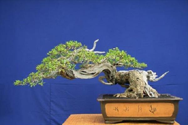 10 Cây cảnh bonsai đẹp nhất và cách chăm sóc cây bonsai đúng kỹ thuật - 16