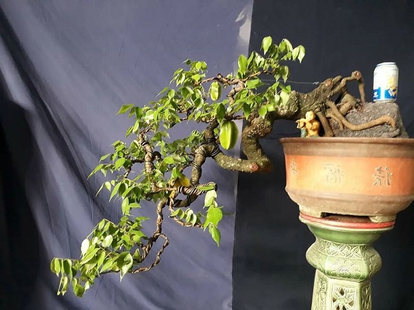 10 Cây cảnh bonsai đẹp nhất và cách chăm sóc cây bonsai đúng kỹ thuật - 15