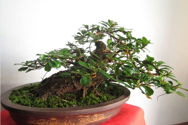 Hình ảnh cây cảnh bonsai