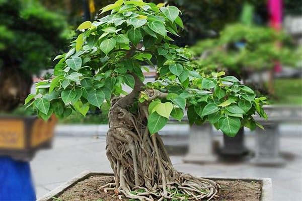 10 Cây cảnh bonsai đẹp nhất và cách chăm sóc cây bonsai đúng kỹ thuật - 3