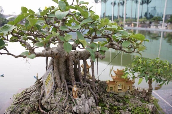 10 Cây cảnh bonsai đẹp nhất và cách chăm sóc cây bonsai đúng kỹ thuật