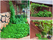 Nhà đẹp - Xuất ngoại 10 năm, chàng trai Việt ở châu Phi trồng vườn rau thuần Việt trên đất Angola
