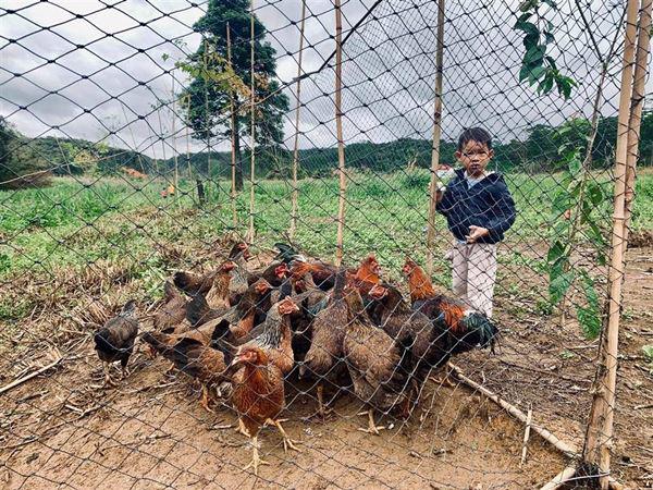 Mua đất ngoại thành trồng rau, nuôi gà, Lý Hải - Minh Hà đưa con về thu hoạch mỏi tay - 10