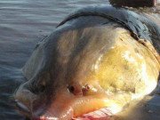 Xem ăn chơi - Loài cá tiến vua khổng lồ, nặng cả tấn sắp tuyệt chủng vì bị săn lùng