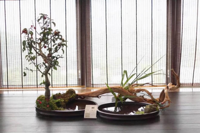 5 mistakes when placing bonsai in the living room, it's not bad luck to laugh out loud - 7