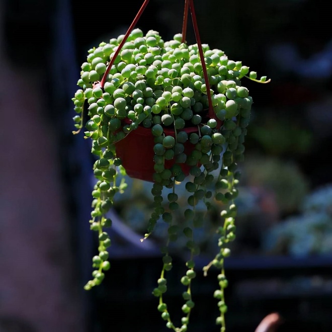 Very virtual bonsai, like a beautiful jade necklace, blooming flowers mean abundance - 9