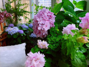 Nhà đẹp - 5 sai lầm khi đặt cây cảnh ở phòng khách, không xui xẻo cũng gặp chuyện cười ra nước mắt