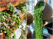 Nhà đẹp - Cây cảnh cực ảo, như vòng cổ ngọc bích tuyệt đẹp, hoa nở có ý nghĩa phú quý dư dả