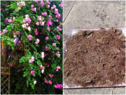 Nhà đẹp - "Thần dược" trồng cây cảnh, đam mê thì đừng bỏ qua loại đất vàng dễ kiếm, không mất tiền này