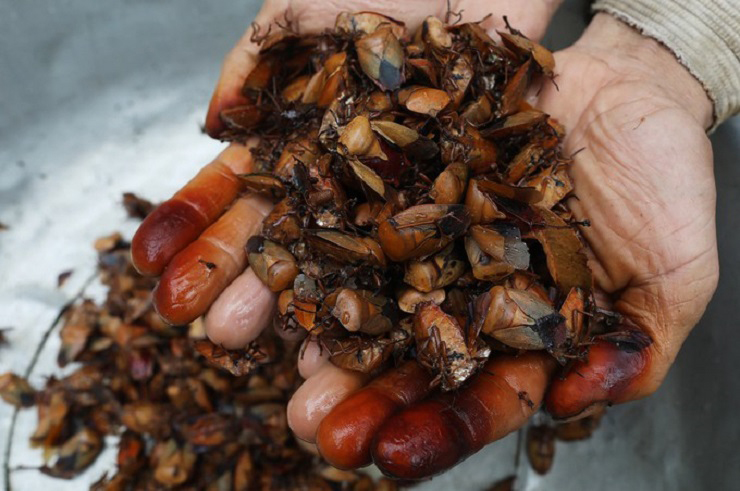 Bọ xít giờ có giá khoảng 300.000 đồng/kg, có khi lên 400.000 đồng/kg và phải đặt hàng trước mới có