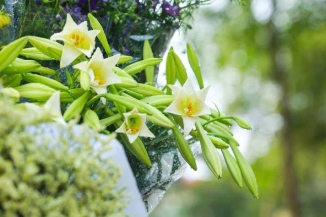 In April, lilies bloom, when put in a jar, this 1 capsule will keep fresh for 15 days - 1