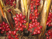 Xem ăn chơi - Loại quả xưa có đầy không ai hái, giờ thành đặc sản làm gia vị giá cao ngất 450.000 đồng/kg