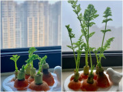 Nhà đẹp - Trồng chậu cây cảnh mini xinh đẹp từ rác nhà bếp, ai ngờ chứ, bạn hãy thử xem