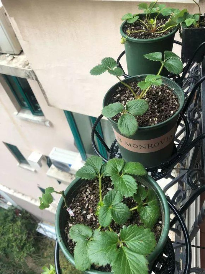 Eat a strawberry peeled 1 piece incubated in the soil, 10 days turn into a potted plant, the fruit is as big as a chicken egg - 4