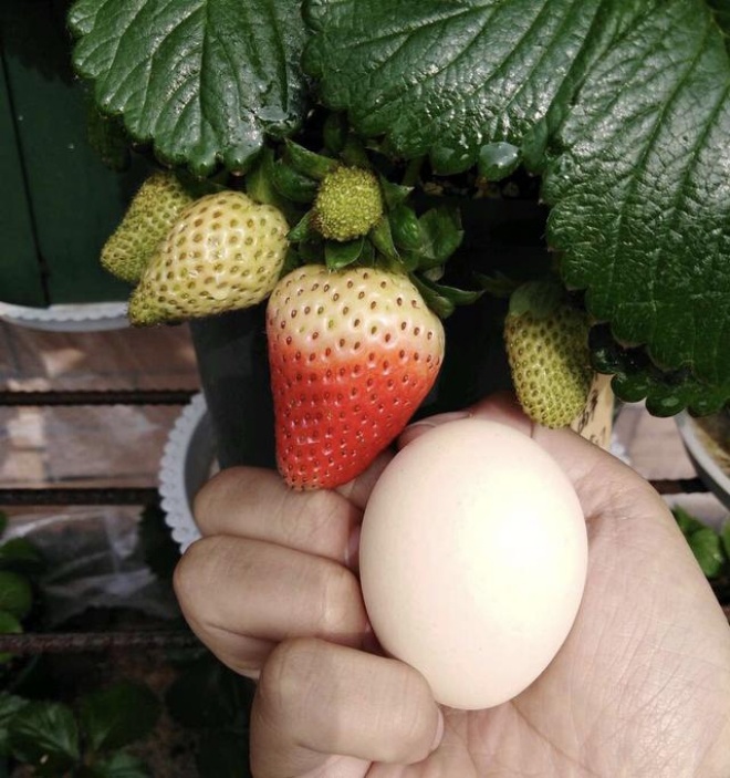 Eat a strawberry peeled 1 piece incubated in the soil, 10 days turn into a potted plant, the fruit is as big as a chicken egg - 5