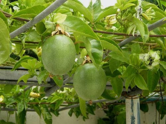 Passion fruit on the balcony only blooms but does not bear fruit, use the trick 1 fruit to hang at the base - 1