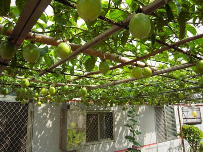 Passion fruit on the balcony only blooms but does not bear fruit, use the trick 1 fruit to hang at the base - 4