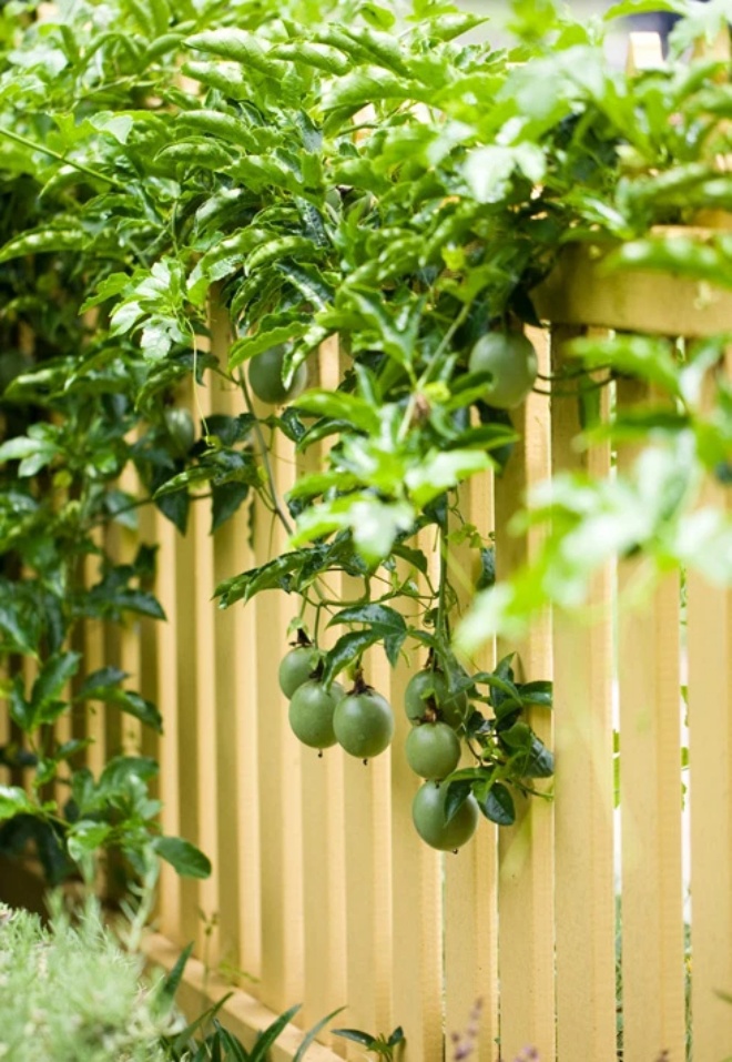 Passion fruit on the balcony only blooms but does not bear fruit, use the trick 1 fruit to hang at the base - 3
