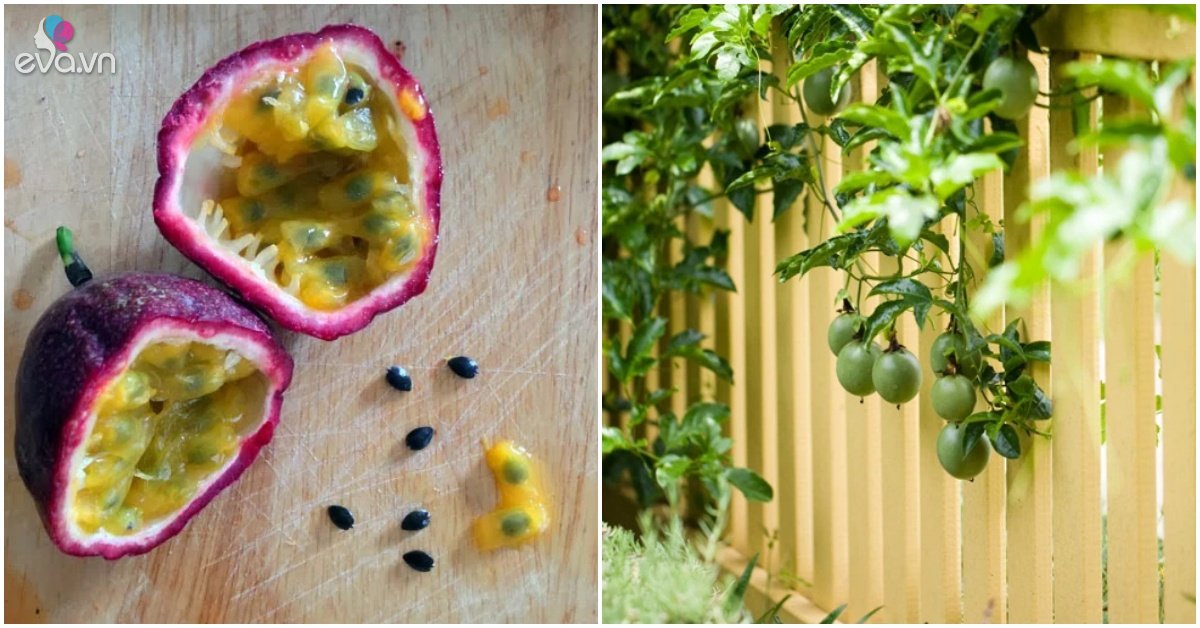 Passion fruit on the balcony only blooms but does not bear fruit, use the trick to hang fruit all over the base
