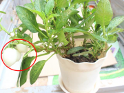 Nhà đẹp - Loại cây có quả trắng muốt to như trứng gà, trồng theo cách này 1 cây hái được 2 kg