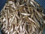 Xem ăn chơi - Đặc sản Nghệ An xưa đầy không ai mua, giờ khan hiếm, ai may mắn mới được ăn, 180.000/kg