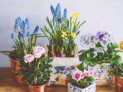 Nhà đẹp - 8 hiểu lầm lớn khi trồng cây cảnh, bảo sao "nâng như nâng trứng" mà cây vẫn chết