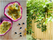 Nhà đẹp - Chanh dây ngoài ban công chỉ nở hoa mà không kết trái, dùng 1 mẹo quả treo khắp gốc