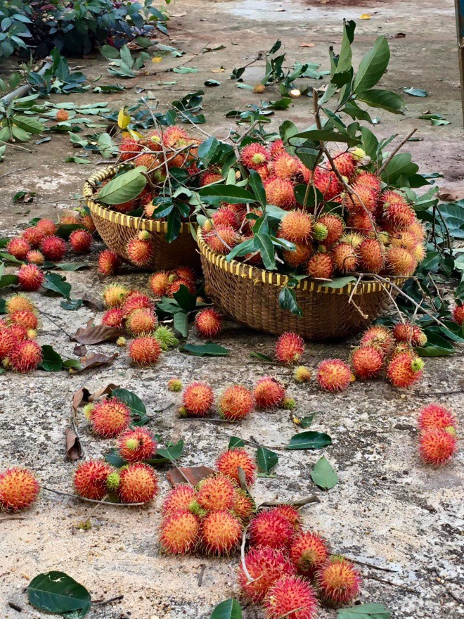 2 weeks without returning to Binh Phuoc, actress Kieu Trinh regretfully looked at the fallen fruit in the garden and no one ate it - 10