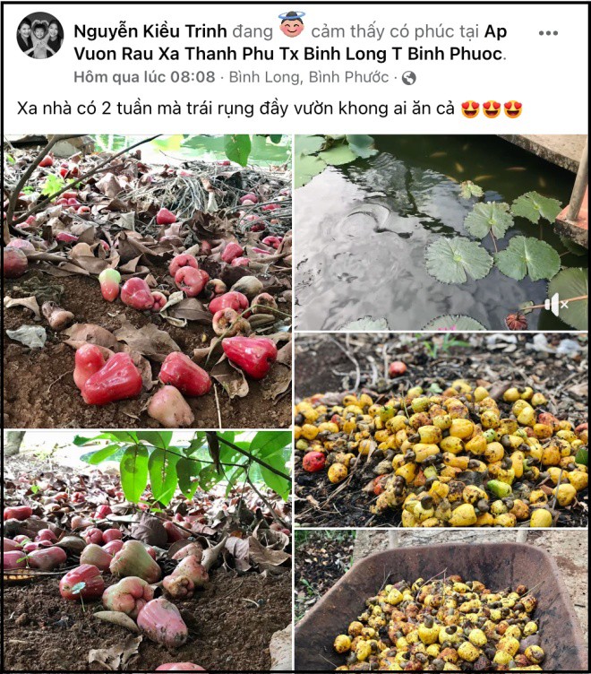 2 weeks without returning to Binh Phuoc, actress Kieu Trinh regretfully looks at the fallen fruit in the garden and no one eats it - 5