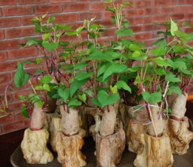5 kinds of vegetables cut 1 fruit and then buried in pots, 10 days later germinated, long branches arm span - 1