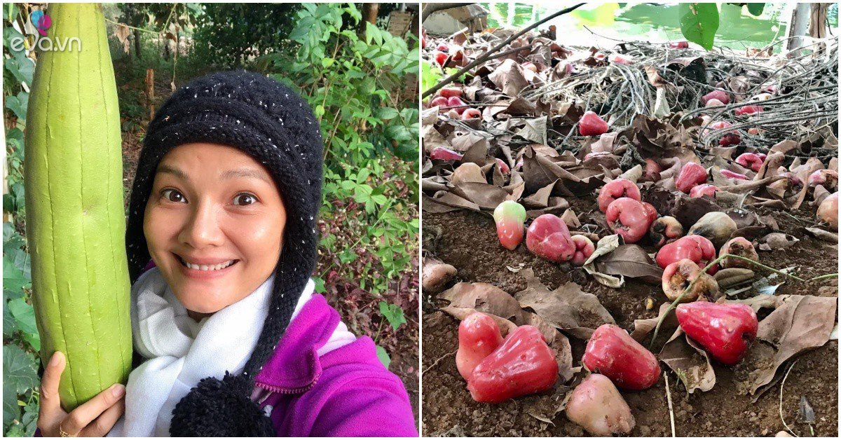 2 weeks without returning to Binh Phuoc, actress Kieu Trinh regretfully looks at the fallen fruit in the garden and no one eats it