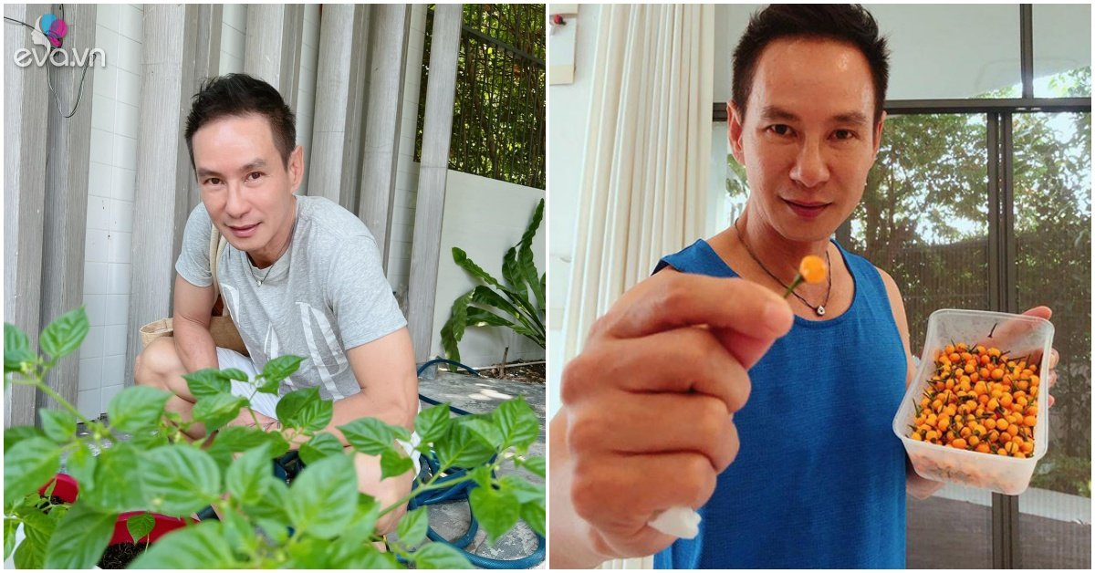 Ly Hai planted half a billion chili peppers, collected a basket, and spread 10 times bigger cool seeds