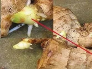 Nhà đẹp - 5 loại rau cắt 1 khúc rồi vùi vào chậu, 10 ngày sau nảy mầm, cành dài cả sải tay