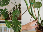 Nhà đẹp - Loại cây này tưới nước 3 lần 1 ngày cũng sống tốt, "uống" càng nhiều càng tốt um