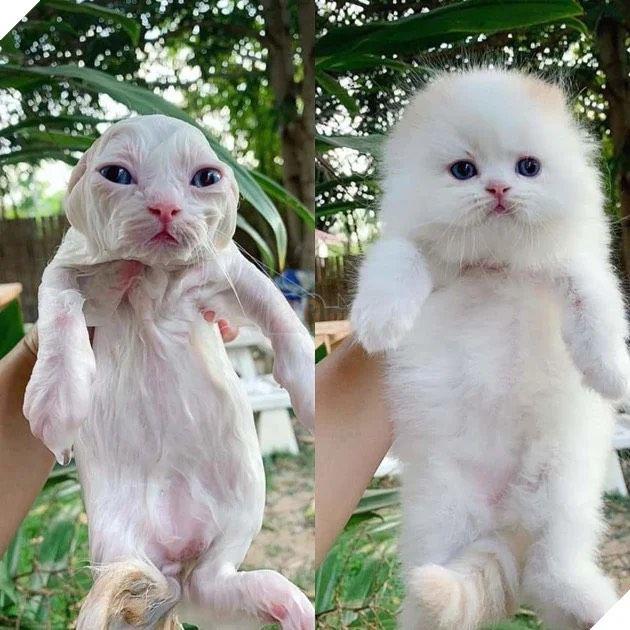 What will the pet look like after bathing?  Looking at these pictures you will have to laugh - 1