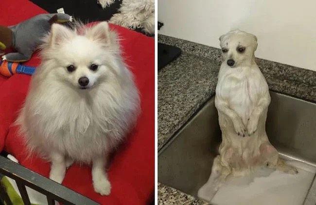 What will the pet look like after bathing?  Looking at these pictures you will have to laugh - 2