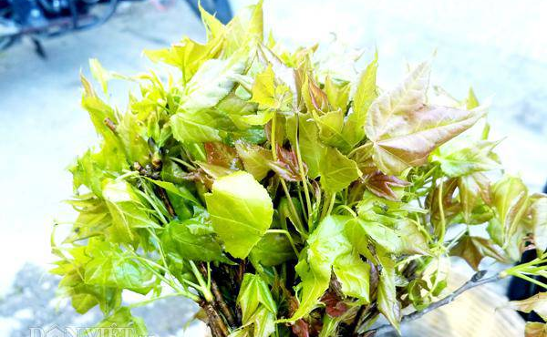 Chồi non của lá sau sau được bày bán ngoài chợ.