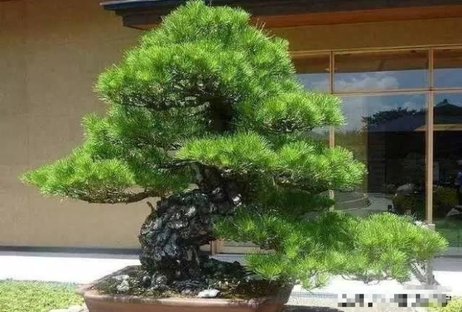 Growing bonsai is not only for viewing, 4 benefits of growing bonsai are not sure you know - 6