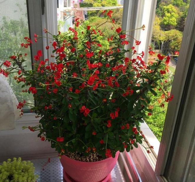 3 types of plants like to be allowed to dry for a month, the roots pop out of the pot, bloom 2 times more - 3