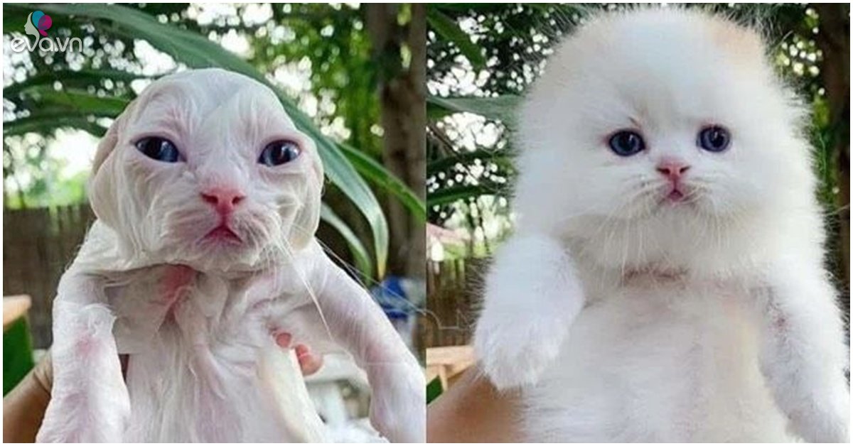 What will the pet look like after bathing?  Looking at these pictures you will have to laugh